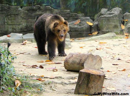 Brown Bear at Zoo Negara Brown Bear at Zoo Negara