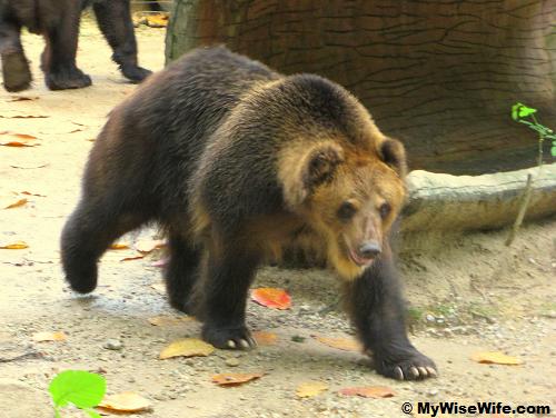 A restless Brown Bear A restless Brown Bear