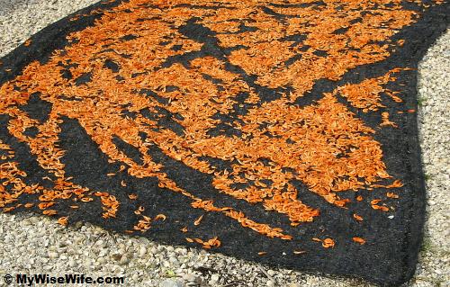 Drying shrimps Drying shrimps