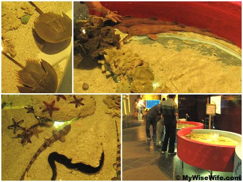 DNA Touch Pools - top left is Horseshoes crabs