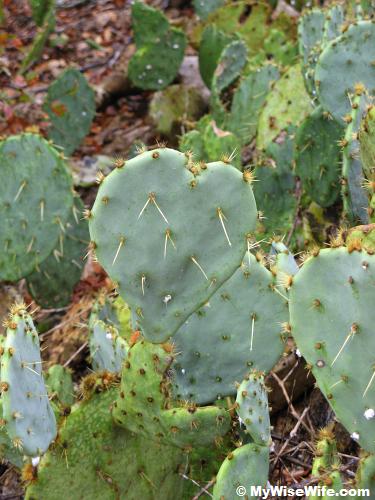 Cactus growing in abundance Cactus growing in abundance