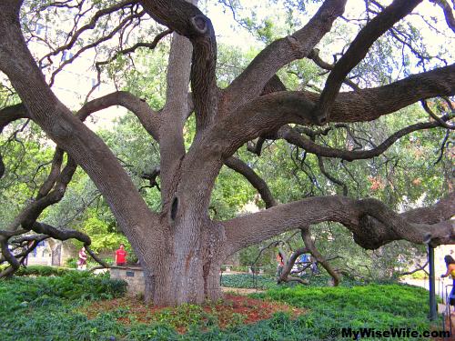The Oak dedicated to the Alamo heroes The Oak dedicated to the Alamo heroes