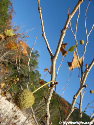 Seed or fruit of Maple Seed or fruit of Maple