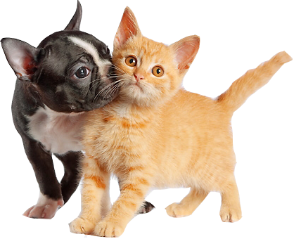 http://lh3.ggpht.com/_OWQVuaPlu6M/TQJ3G_1tQbI/AAAAAAAAAC0/l4TQ23YzWBU/png2.png