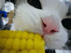 Gif Animado de um Gatinho Comendo um Milho