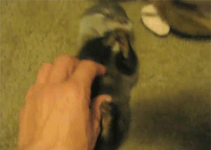 Gif Animado de um Filhote de Cachorro (acho) Sendo Acariciado
