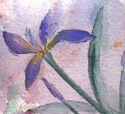 [Single Iris watercolor painting resized detail[3].jpg]