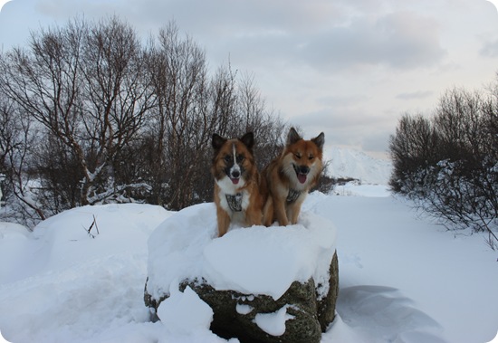 Januar 035