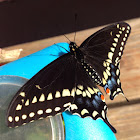Black Swallowtail