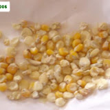 Corn seeds.