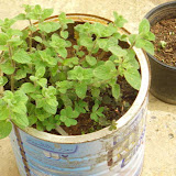 Thyme planted in a container.