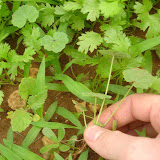 Plucking weed from between the coriander bed.