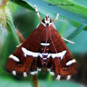 Beet webworm moth