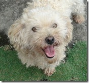 meus cachorros (12)