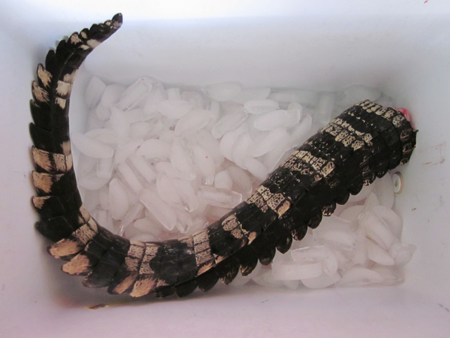 alligator tail