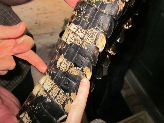 alligator tail