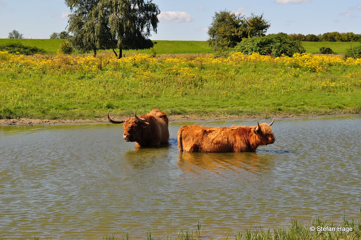 Schotse Hooglanders