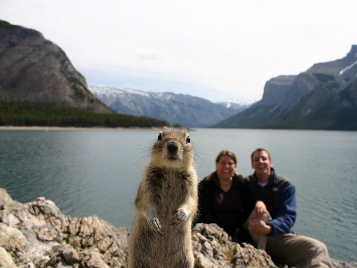 http://lh3.ggpht.com/_OdSgs9gdC34/TD3Vs5CiFkI/AAAAAAAAAw8/DEBZ5_-wl7w/s720/squirrel-portrait-banff-081309_3643_990x742.jpg