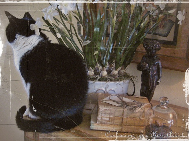 [vignette with cat[7].jpg]
