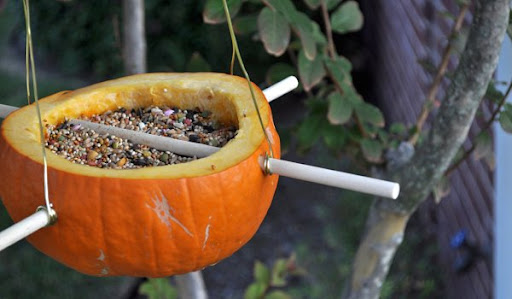 DIY Pumpkin Bird Feeder 4