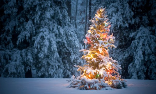 lit outside Christmas tree