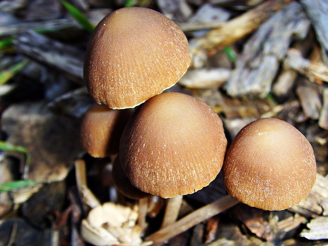 [Mushrooms01[4].jpg]