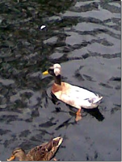Duck01