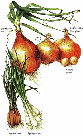 Onions