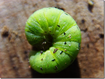 Caterpillar 02