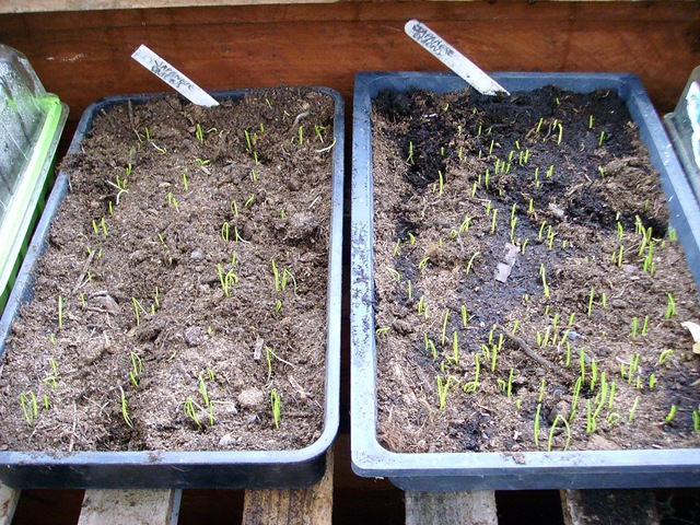 [Onions seedlings[3].jpg]