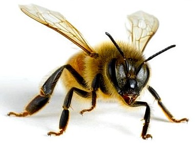 [Honey bee 01[8].jpg]
