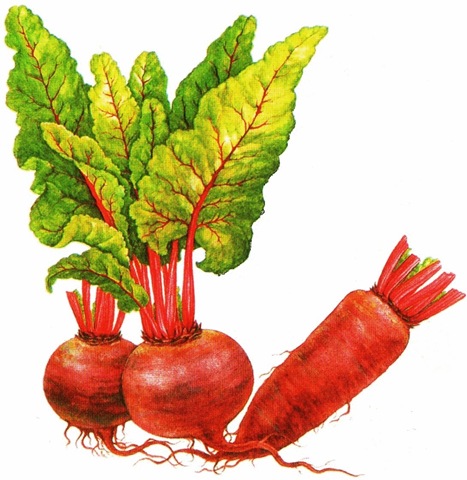 [Beetroot[33].jpg]