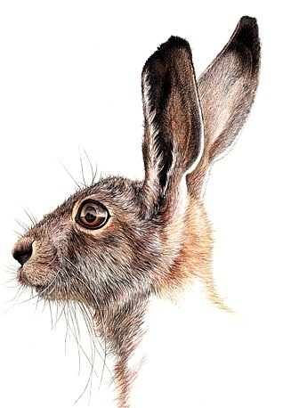 [Hare[6].jpg]