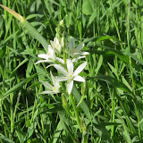 fiore molto molto raro
