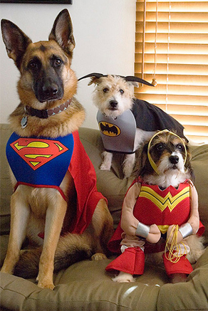 perros_disfrazados_de_superheroes.jpg