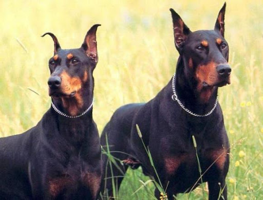 Dangerous+dog+breeds+in+india