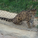 Clouded Leopard