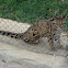 Clouded Leopard