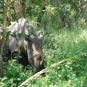 Southern White Rhinoceros