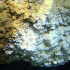 Madrépora mediterránea