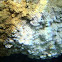Madrépora mediterránea