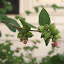 pink snowberry