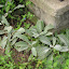Lamb's Ear