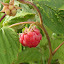 Caroline Raspberry