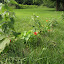 plantingOaks's Fruit garden