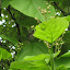 catalpa tree