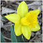 Rijnveld's Early Sensation Daffodil