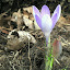 crocus - Vanguard