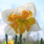 Daffodil Hungarian Rhapsody