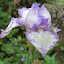 Reblooming Iris mix